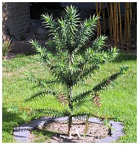 A. araucana x A. angustifolia (F2) August 2013