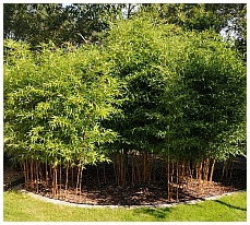 Phyllostachys aureosulcata aureocaulis 2011