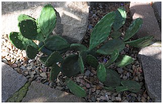 Opuntia humifusa 2013