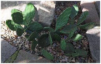 Opuntia humifusa 2013