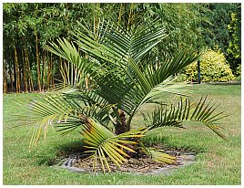 Jubaea chilensis 2013