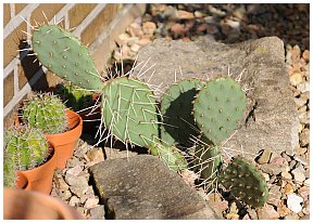 Opuntia phaeacantha v. longispina 2013