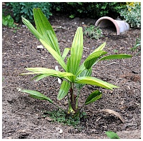 Rhapidophyllum hystrix 2015