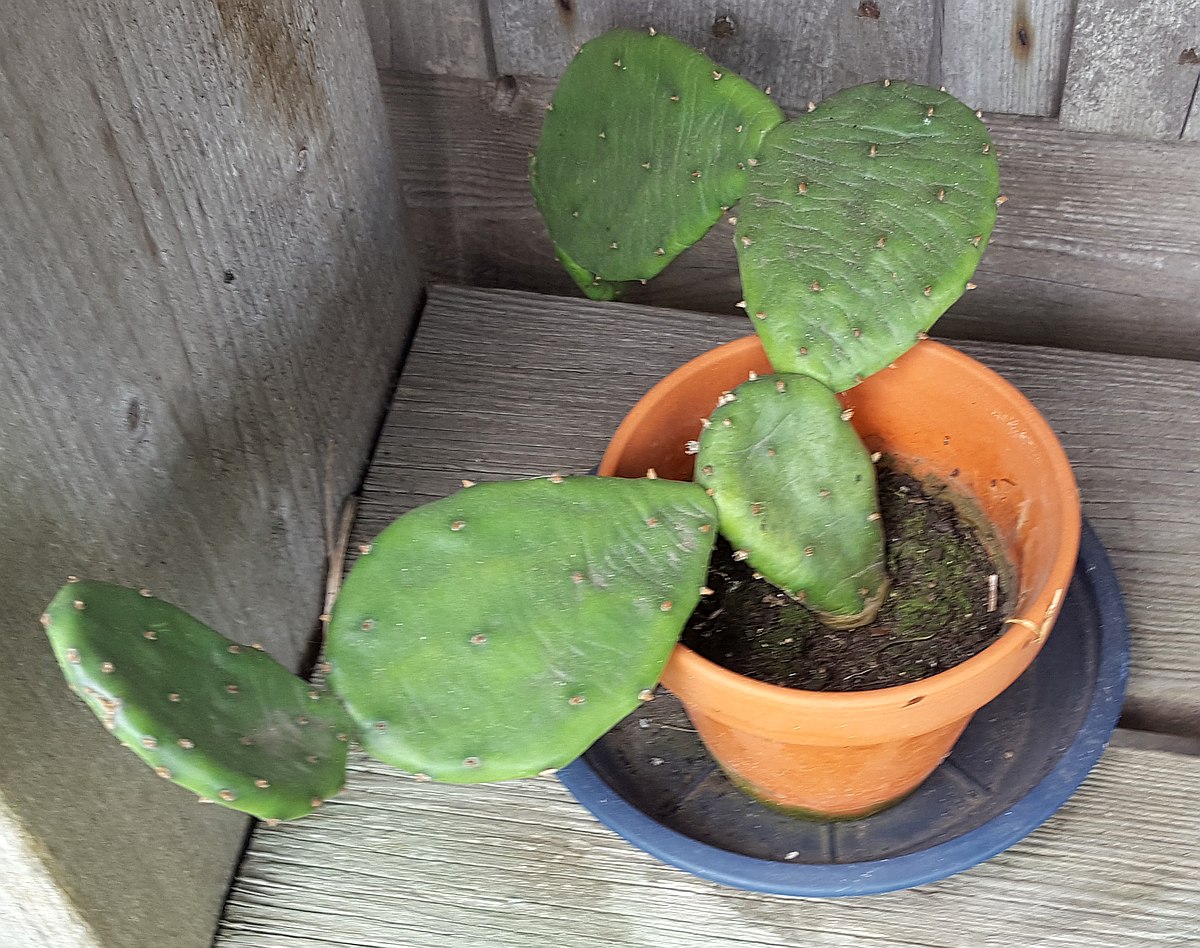 Opuntia humifusa