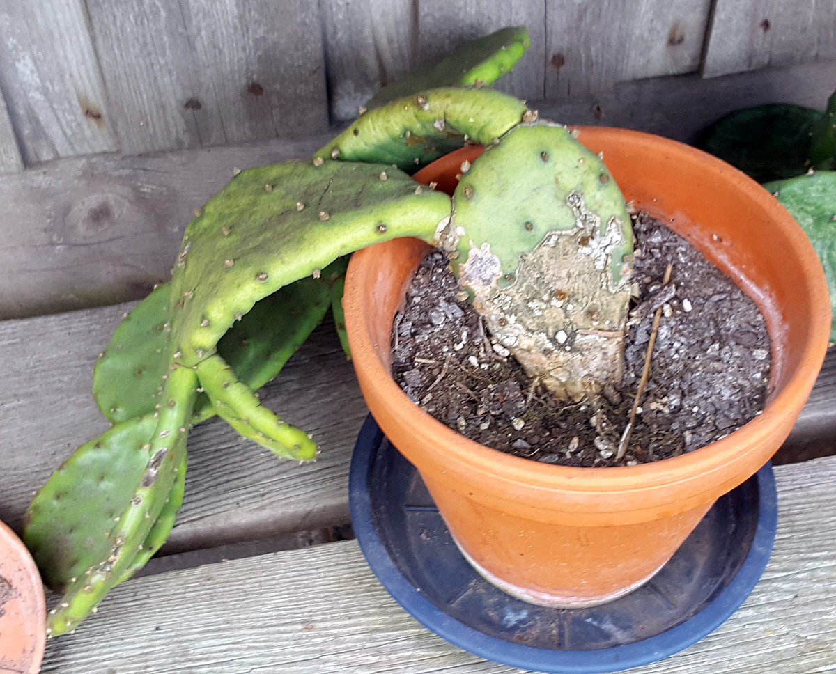 Opuntia humifusa