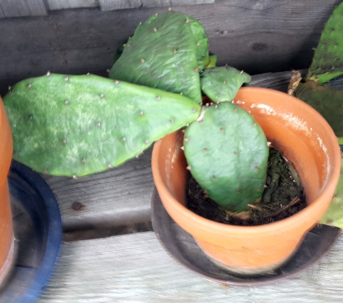 Opuntia humifusa