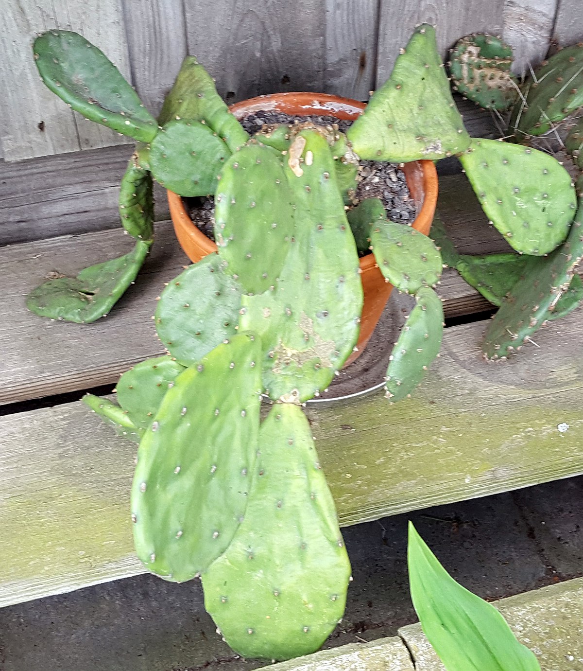 Opuntia humifusa