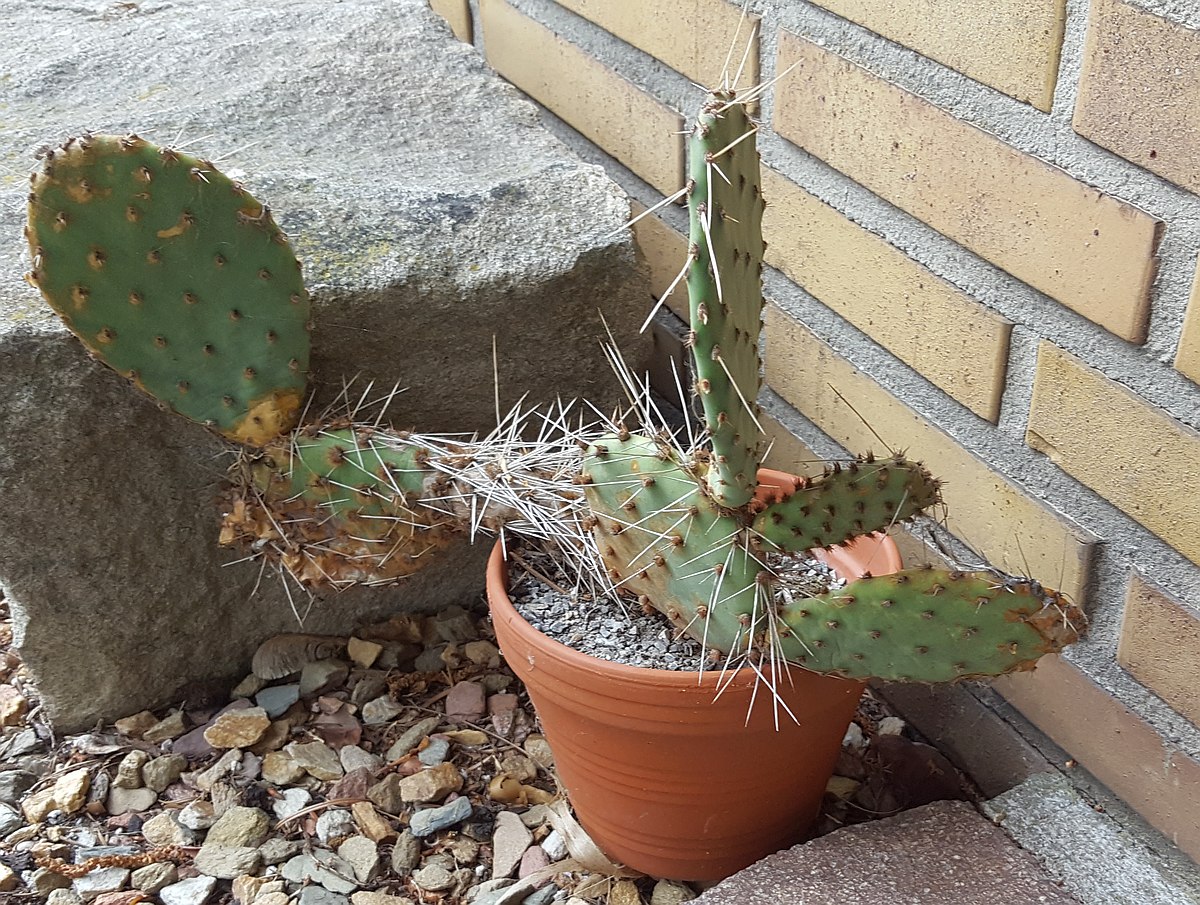 Opuntia phaeacanta var. longispina