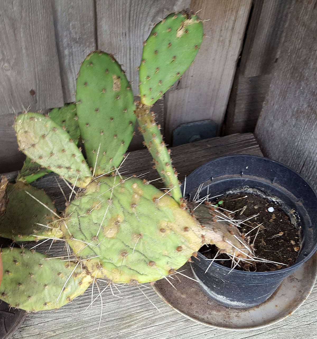 Opuntia phaeacanta var. longispina
