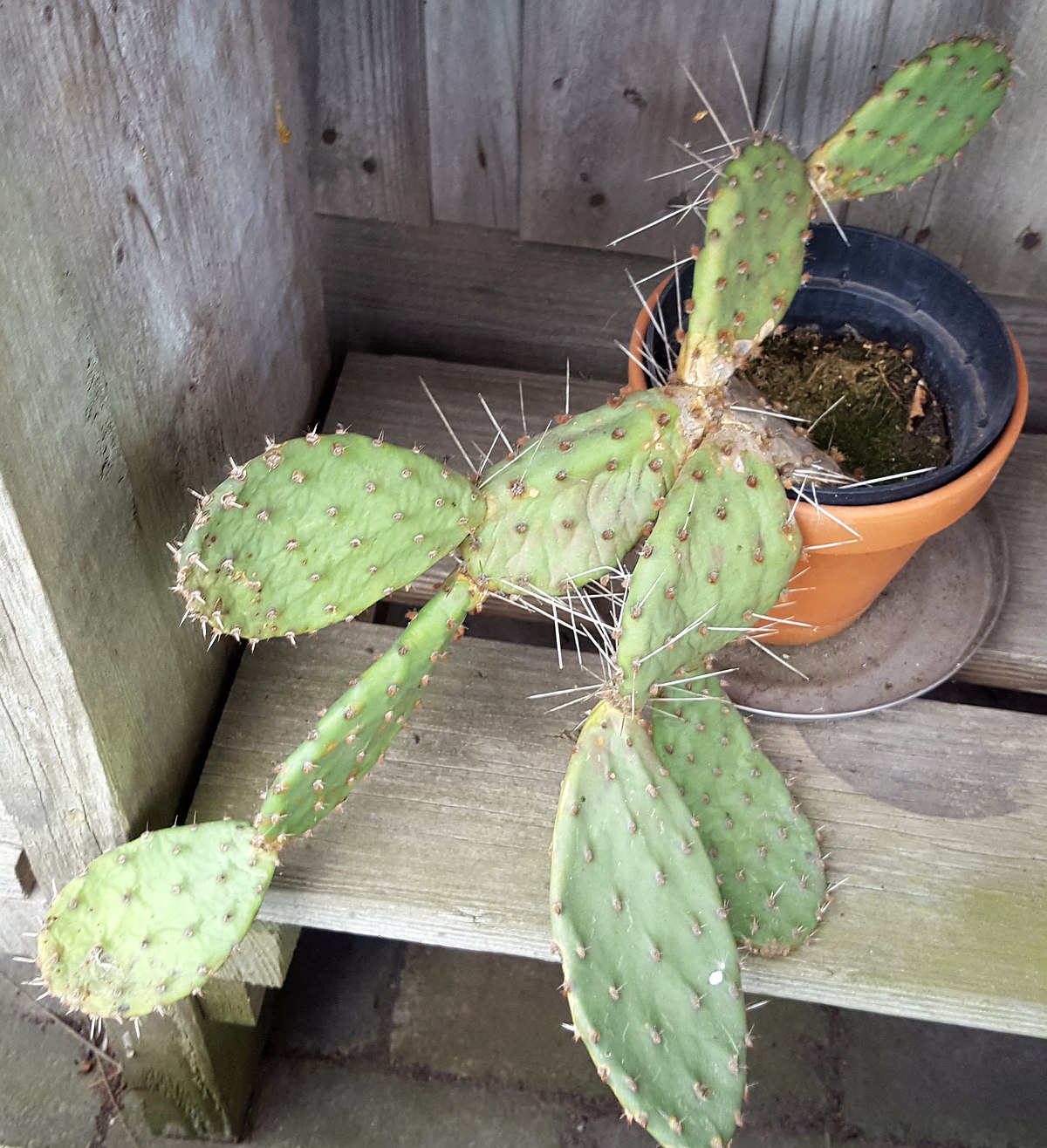 Opuntia phaeacanta var. longispina