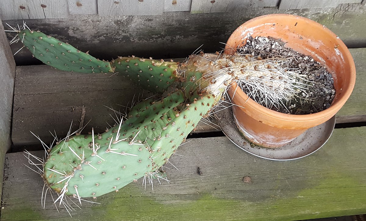 Opuntia phaeacanta var. longispina