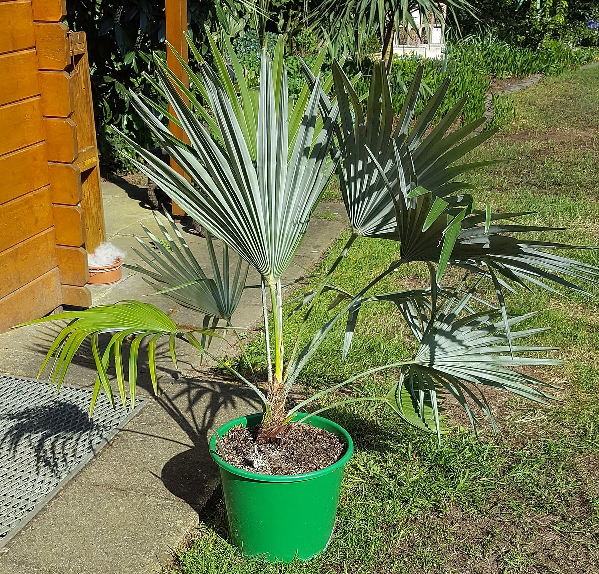 Trachycarpus princeps