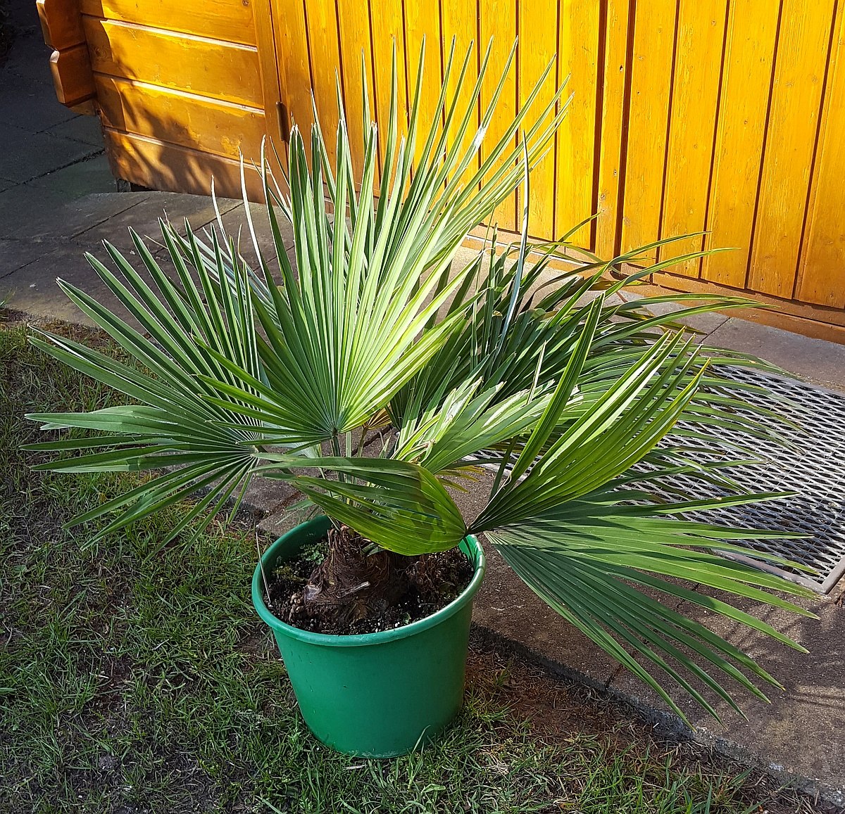 Trachycarpus princeps