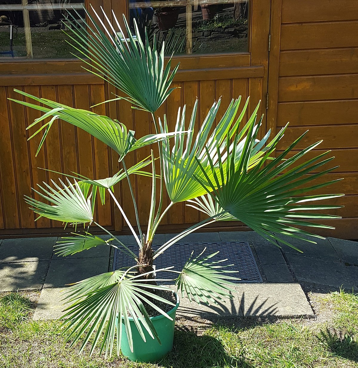 Trachycarpus princeps