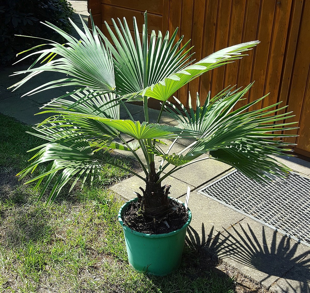 Trachycarpus princeps