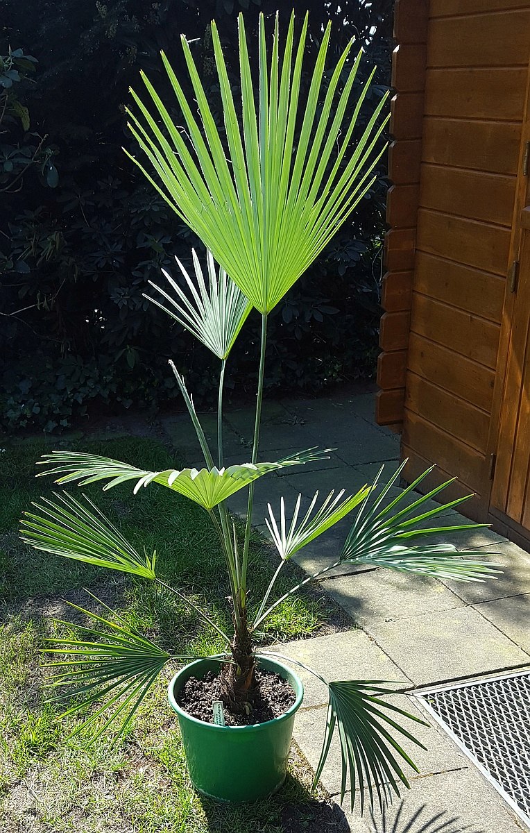 Trachycarpus princeps