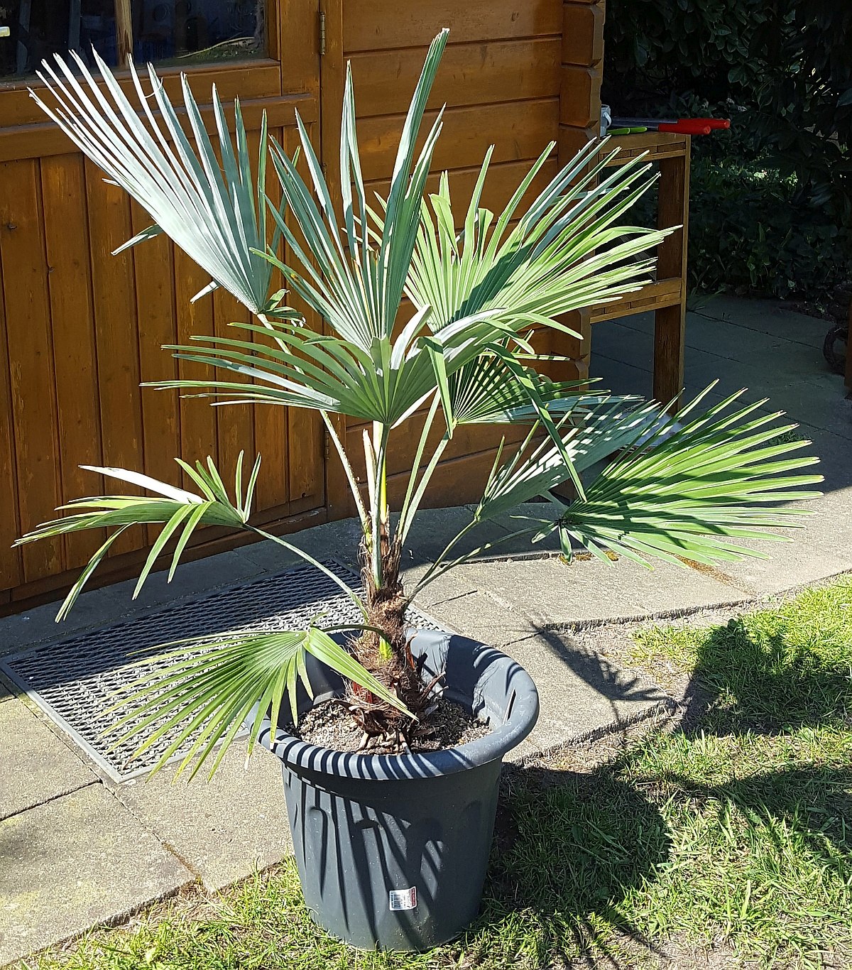 Trachycarpus princeps