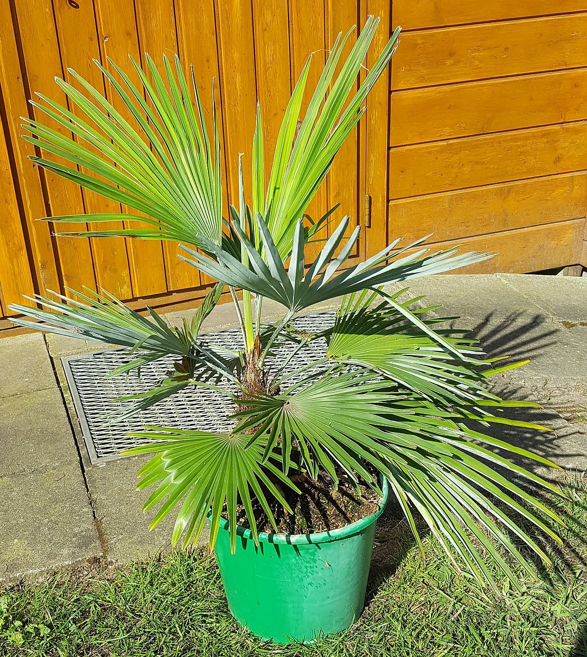 Trachycarpus princeps