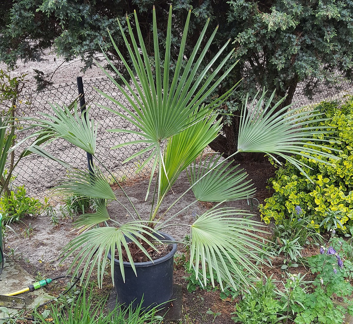 Trachycarpus princeps