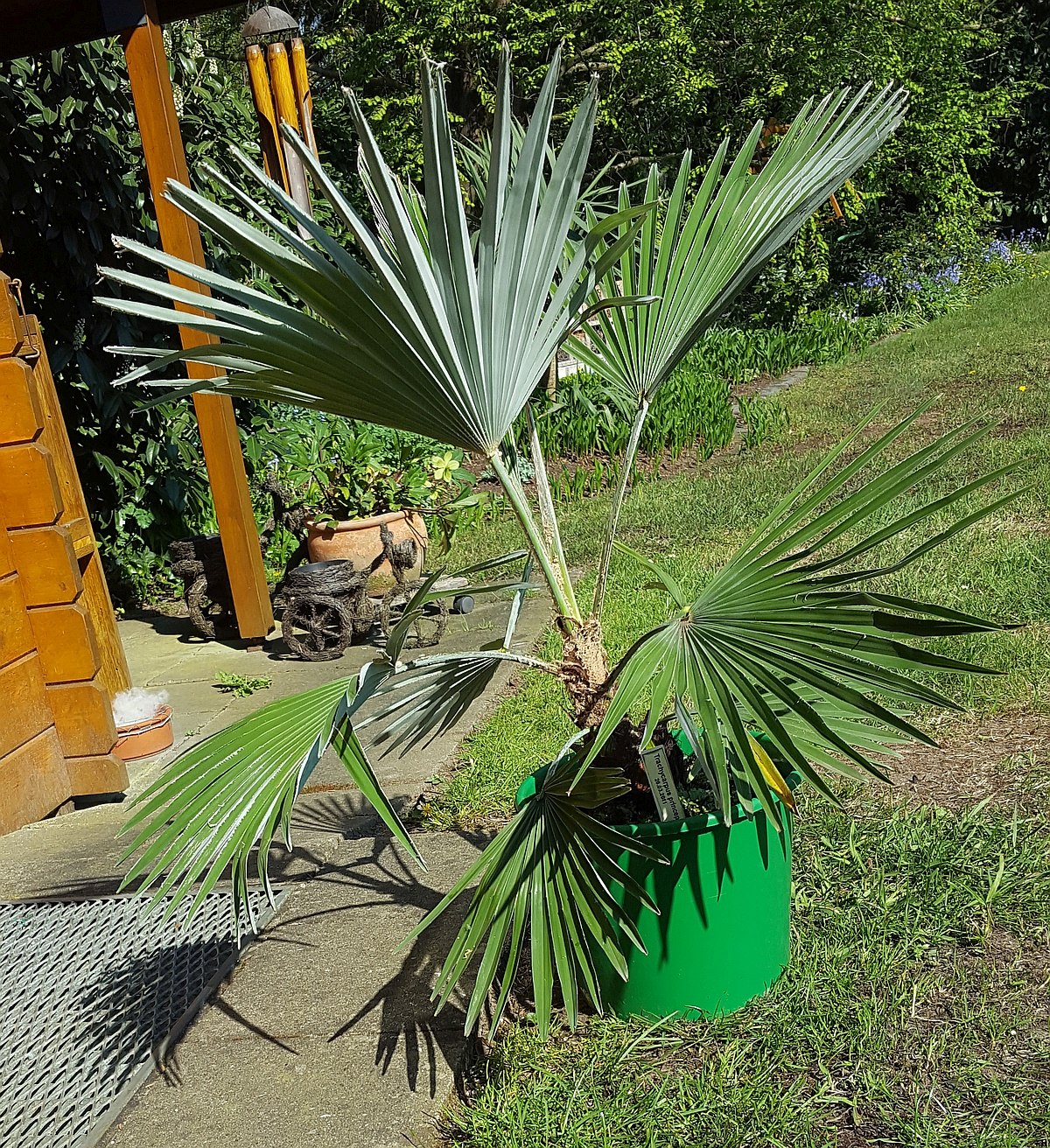 Trachycarpus princeps