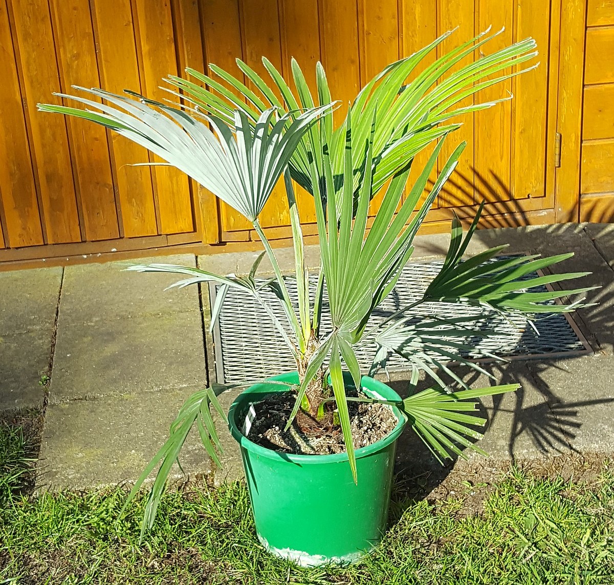 Trachycarpus princeps