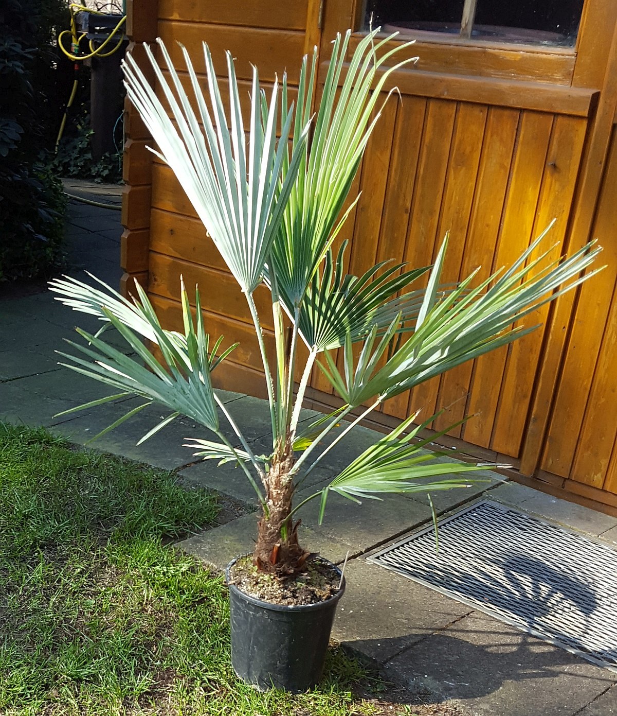 Trachycarpus princeps