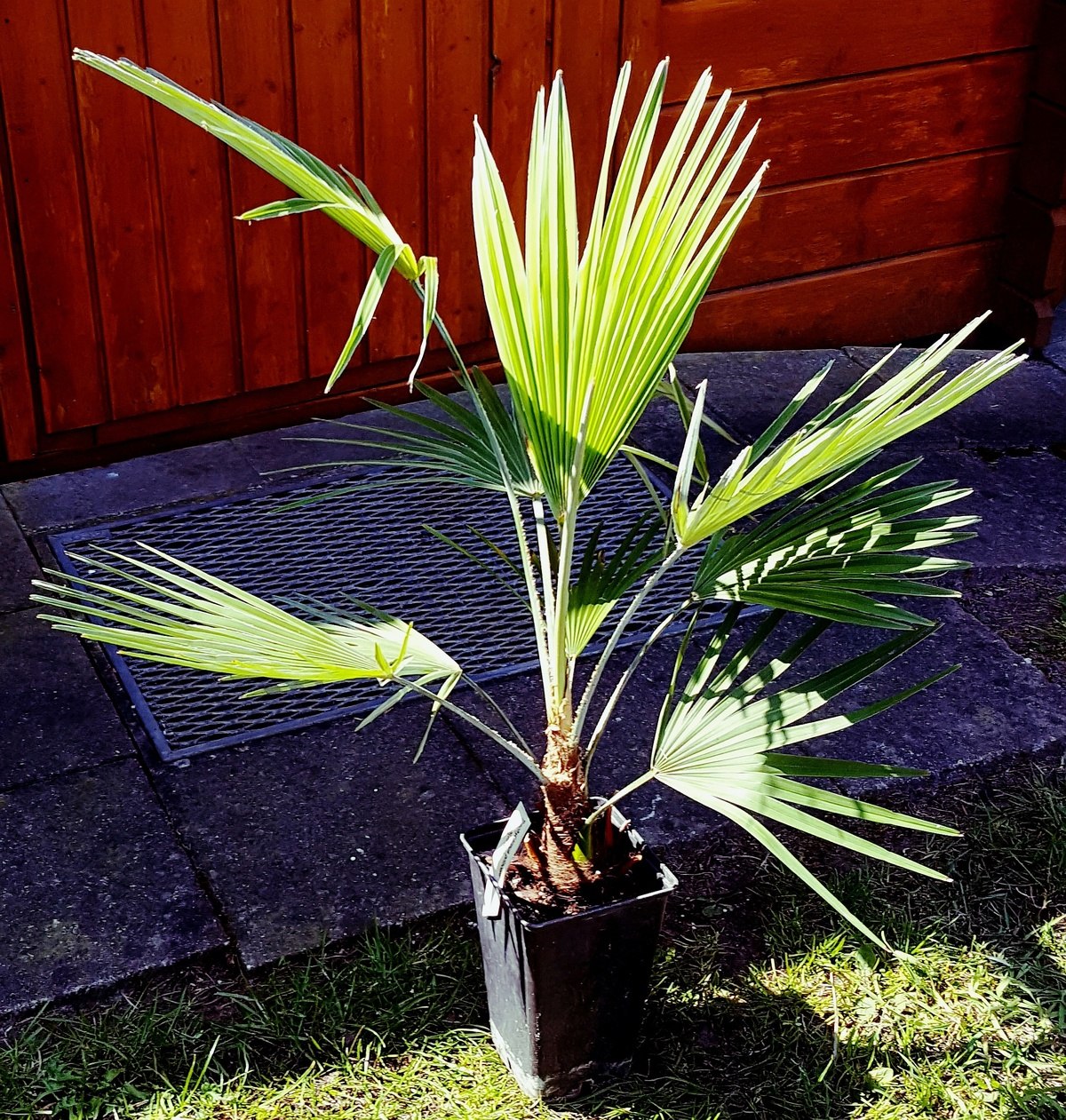 Trachycarpus princeps