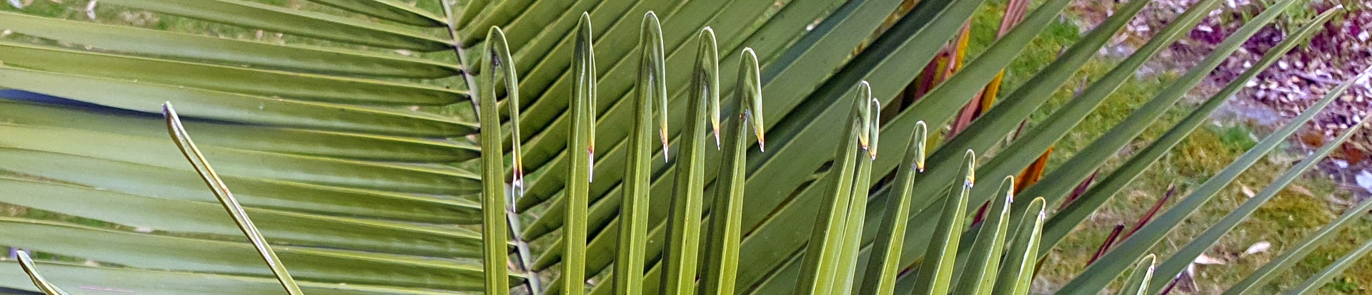 Jubaea chilensis - Chilenische Honigpalme