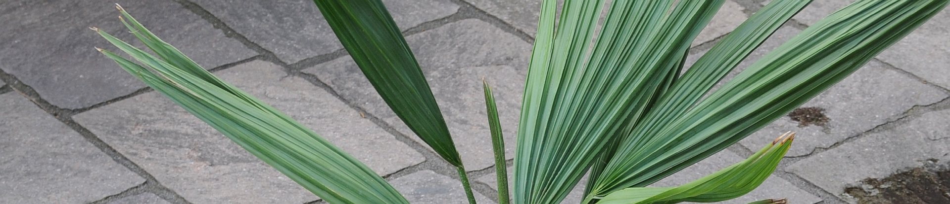 Sabal minor - Zwergpalmetto
