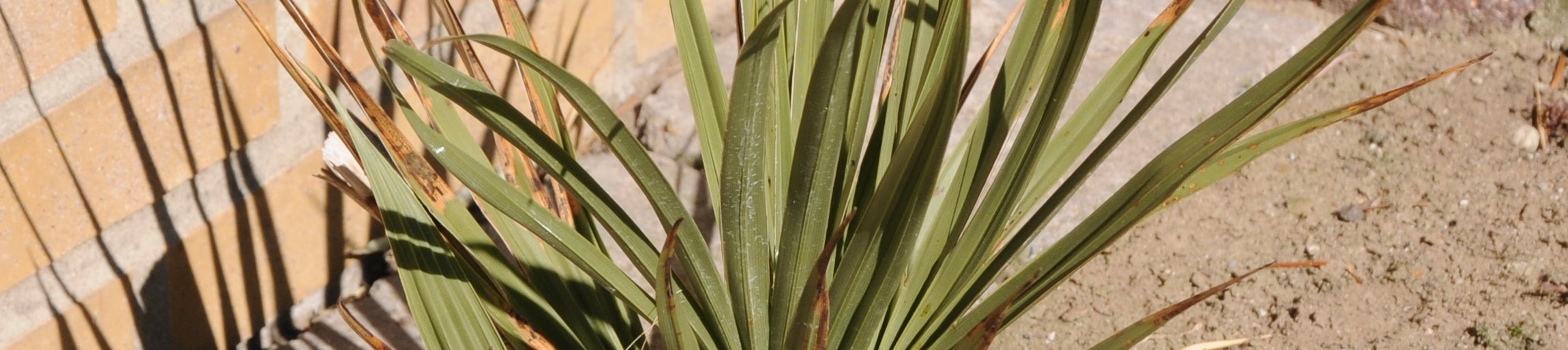 Nannorrhops ritchiana - Mazari Palme