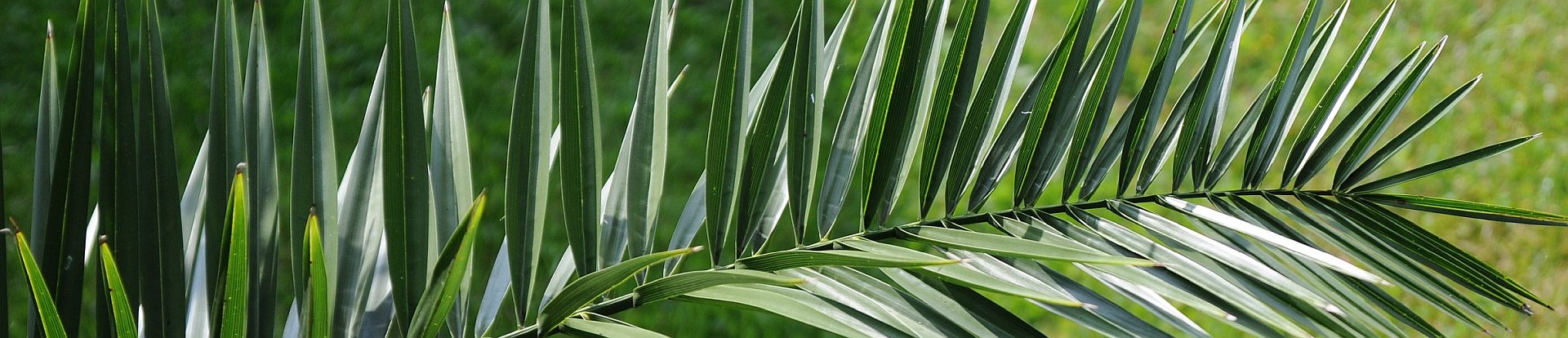 Phoenix canariensis - Kanarische Dattelpalme