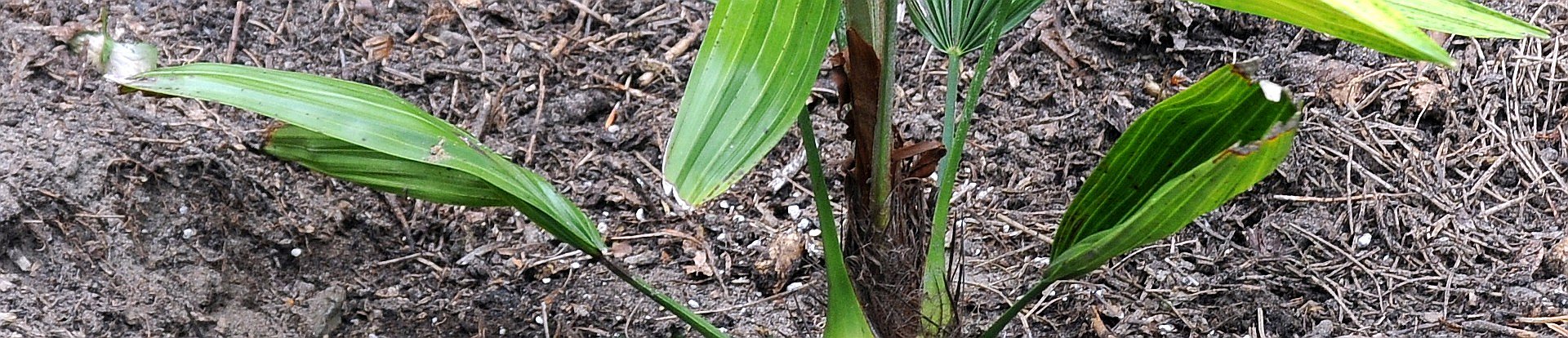 Rhapidophyllum hystrix - Nadelpalme