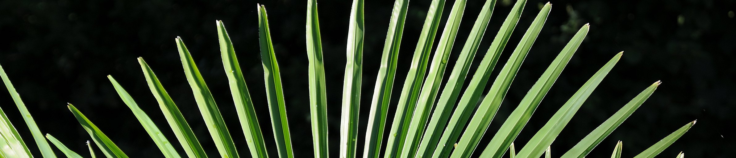 Trachycarpus fortunei - Chinesische Hanfpalme