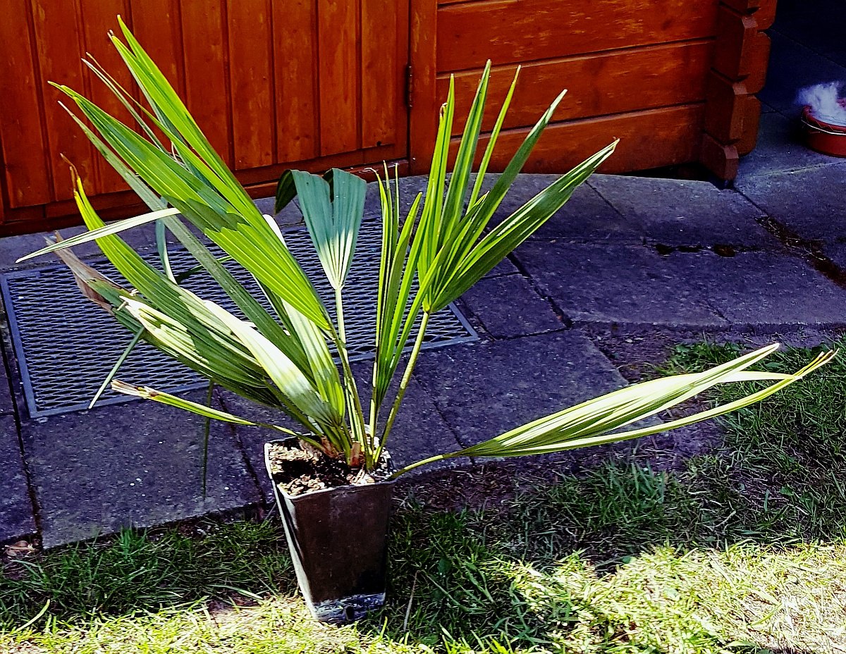Sabal X texensis