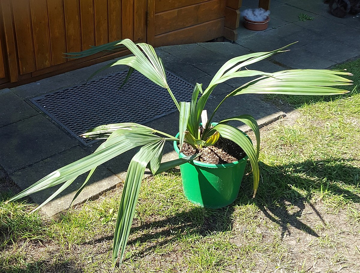 Sabal X texensis