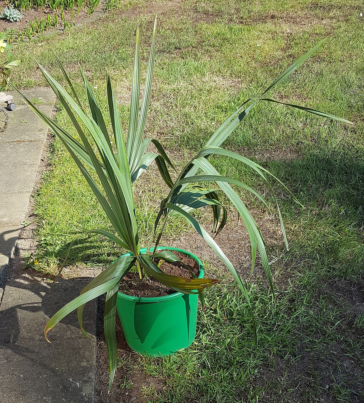 Sabal X texensis