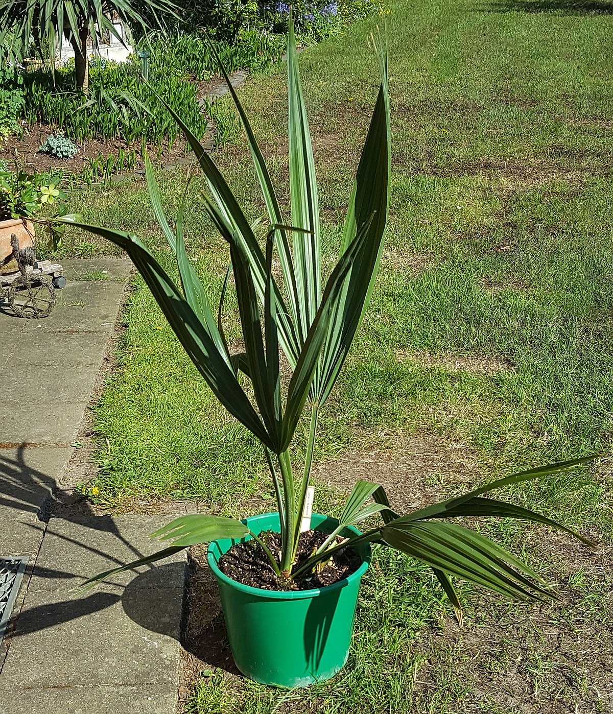 Sabal X texensis