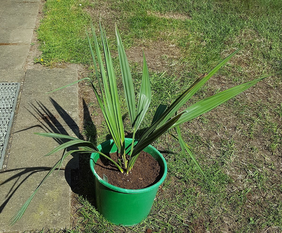 Sabal X texensis