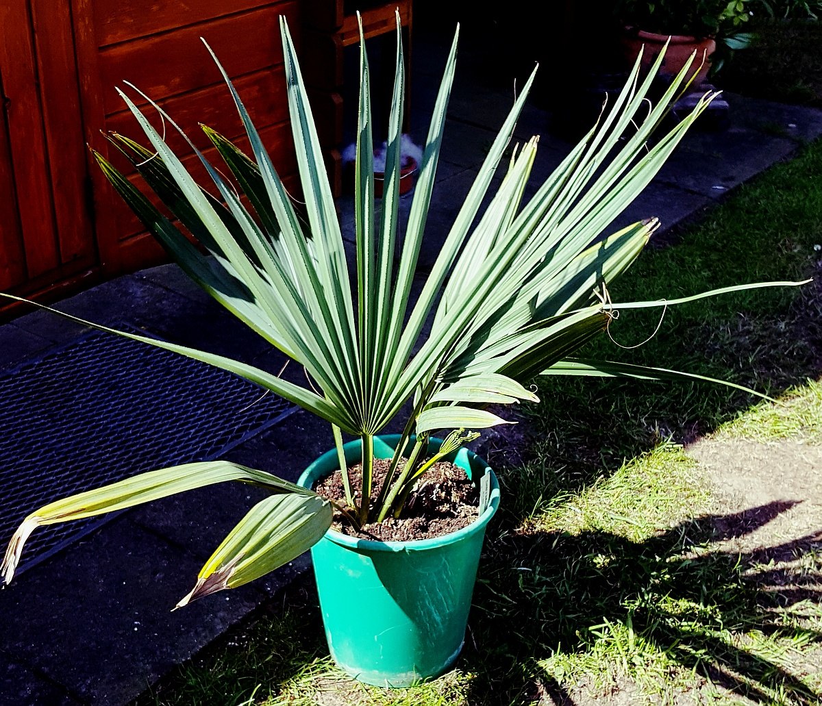 Sabal X texensis