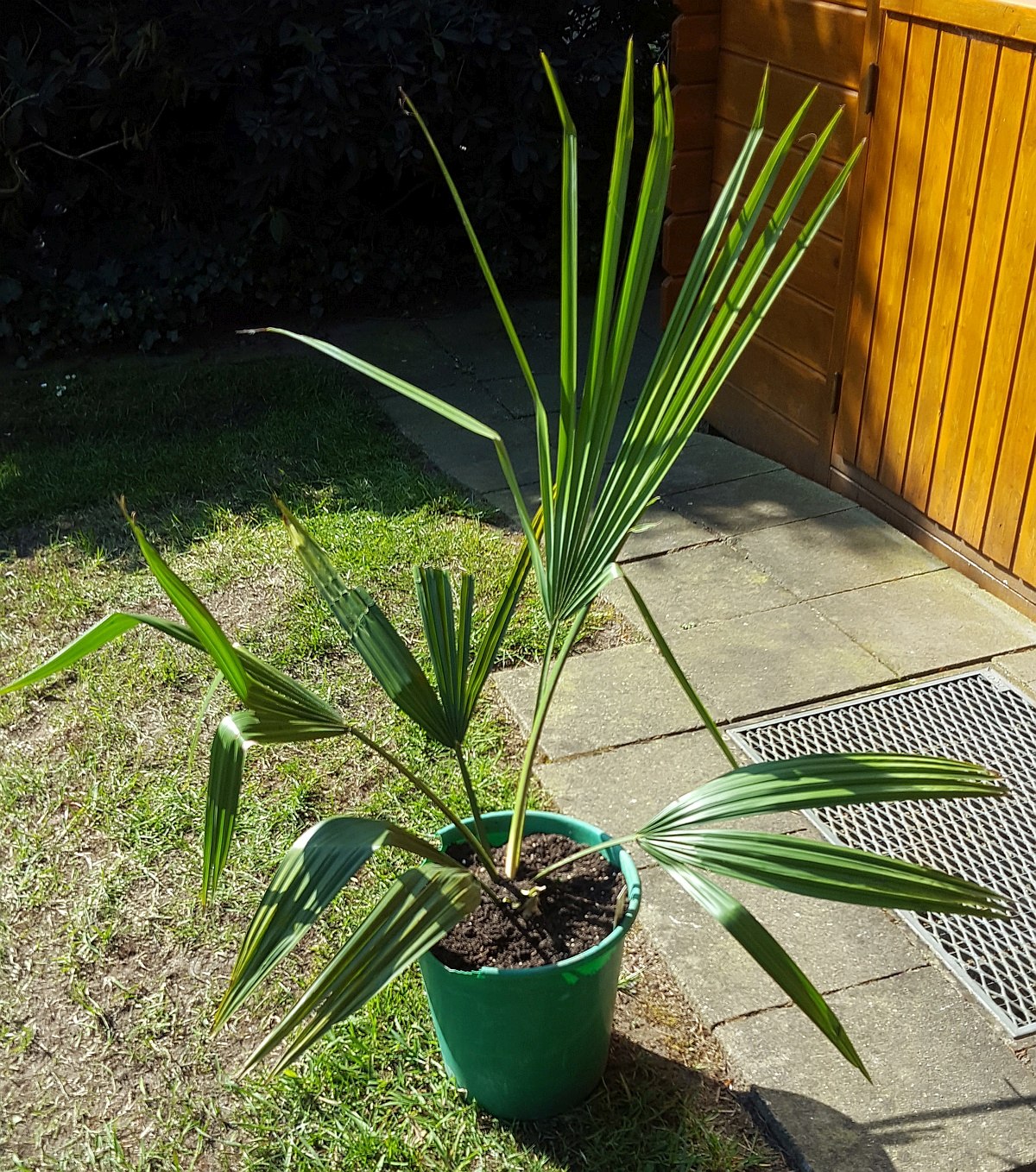 Sabal X texensis