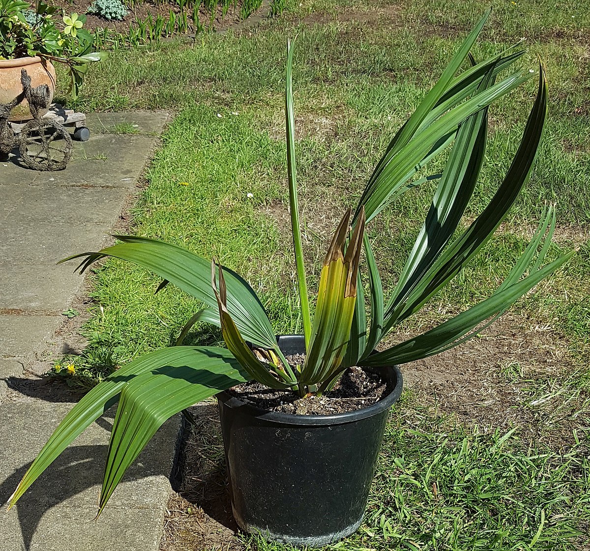 Sabal X texensis