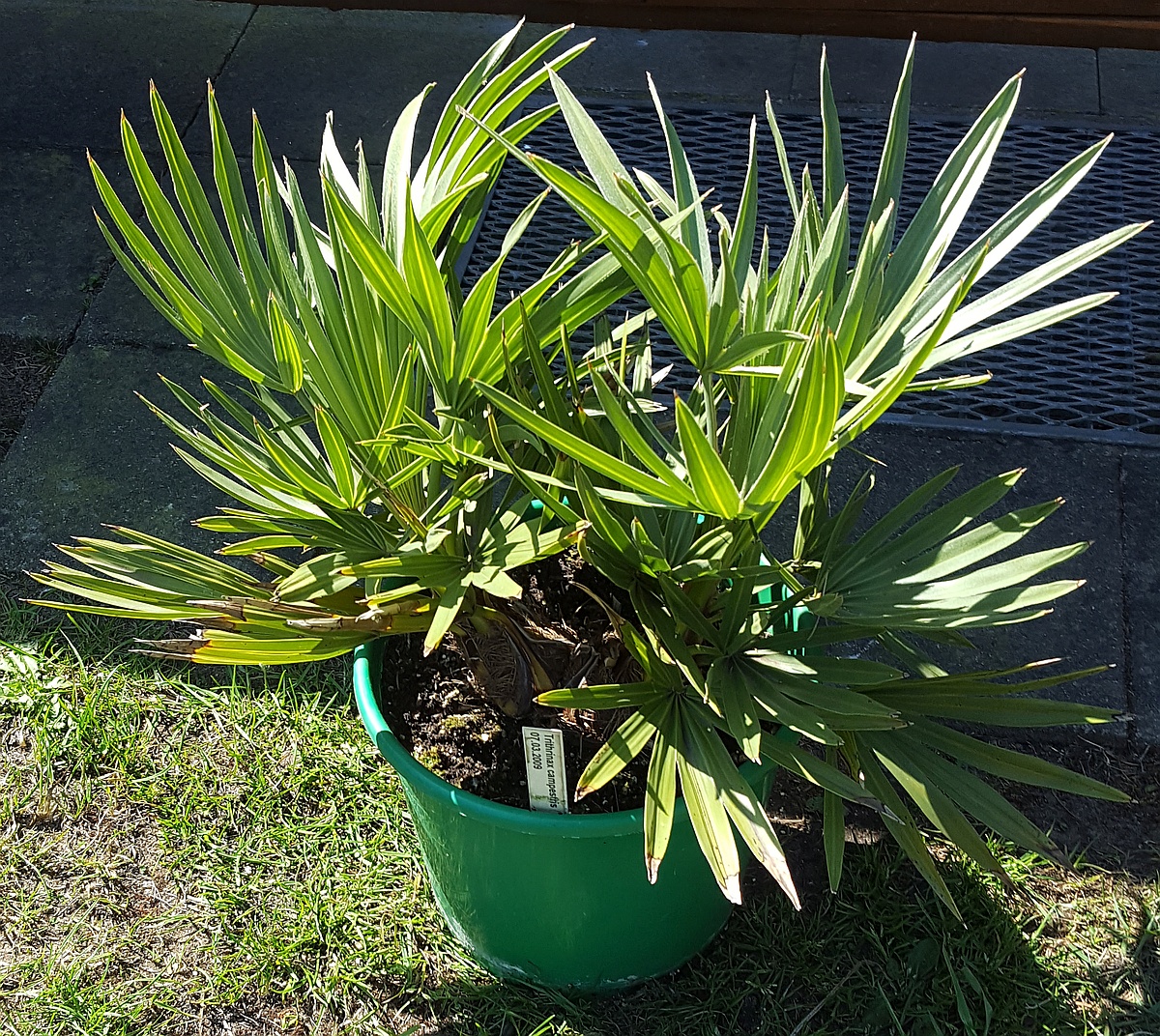 Trithrinax campestris
