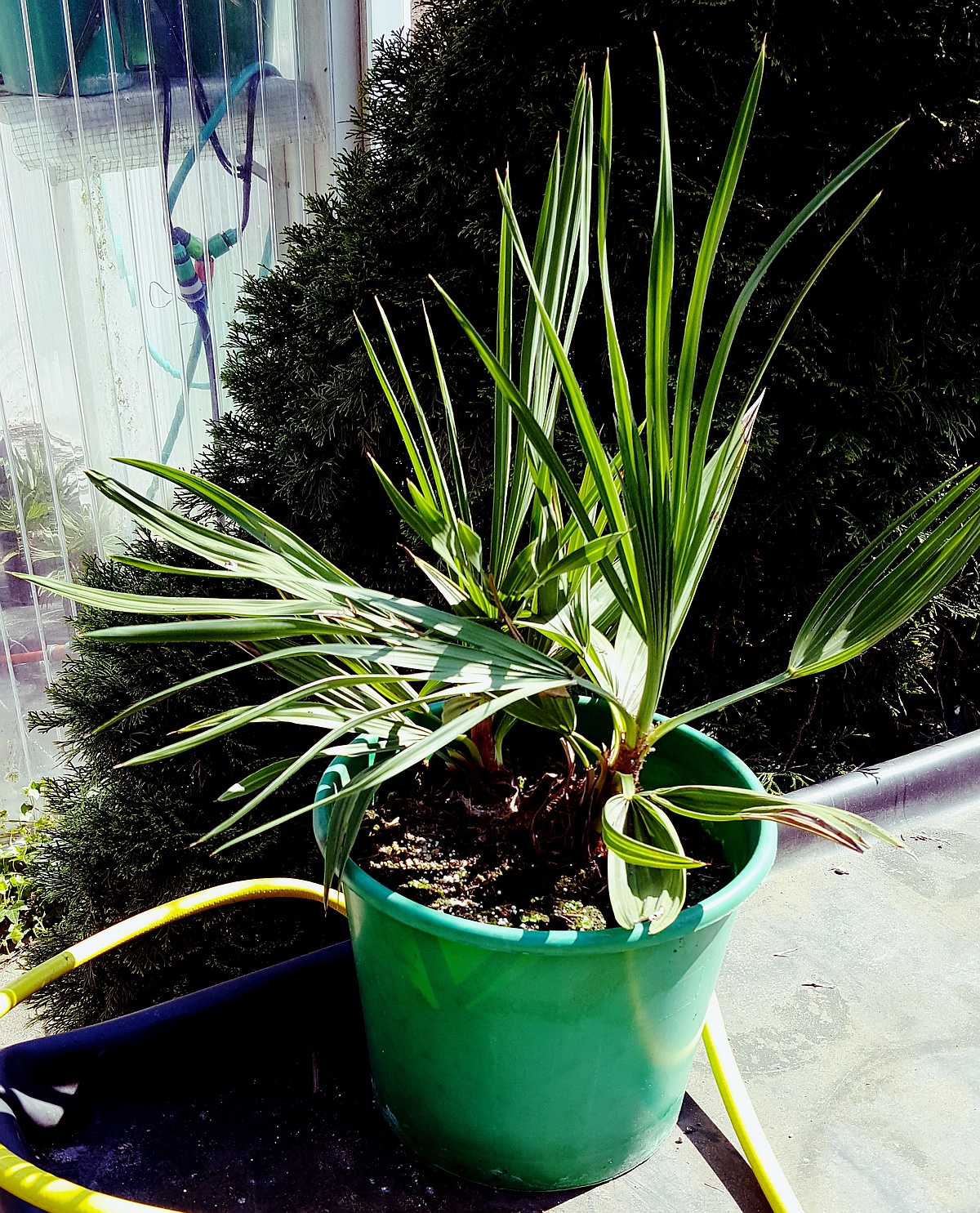 Trithrinax campestris