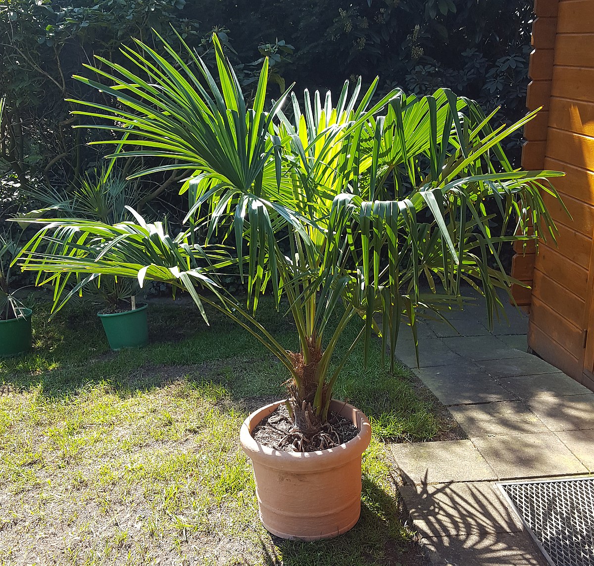 Trachycarpus wagnerianus